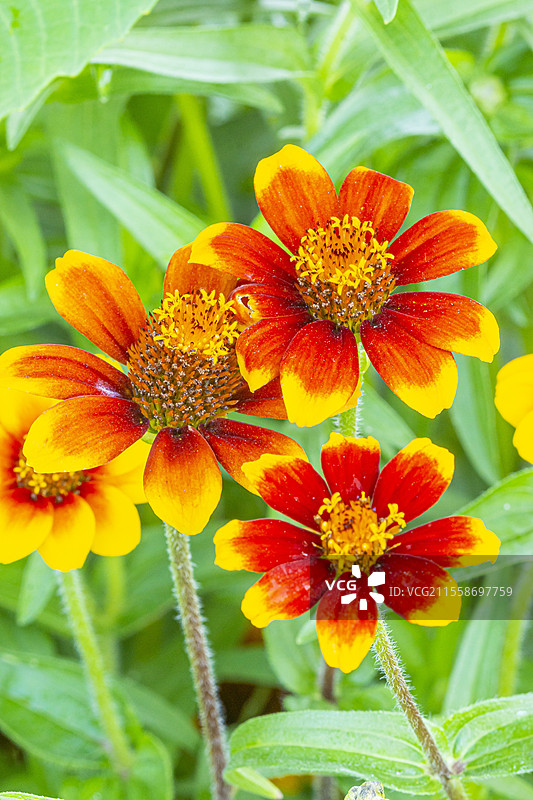 哈吉兹花（Zinnia haageana）‘波斯地毯’，花朵图片素材