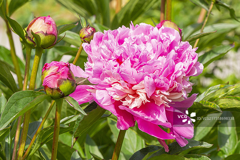 草本牡丹 '亚历山大·杜马', Paeonia lactiflora '亚历山大·杜马', 育种者：居兰 1862, 花朵图片素材