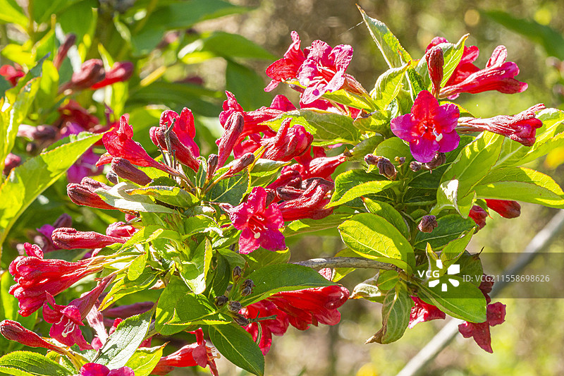 威格拉 '布里斯托尔红宝石', 威格拉佛罗里达 '布里斯托尔红宝石', 花朵图片素材