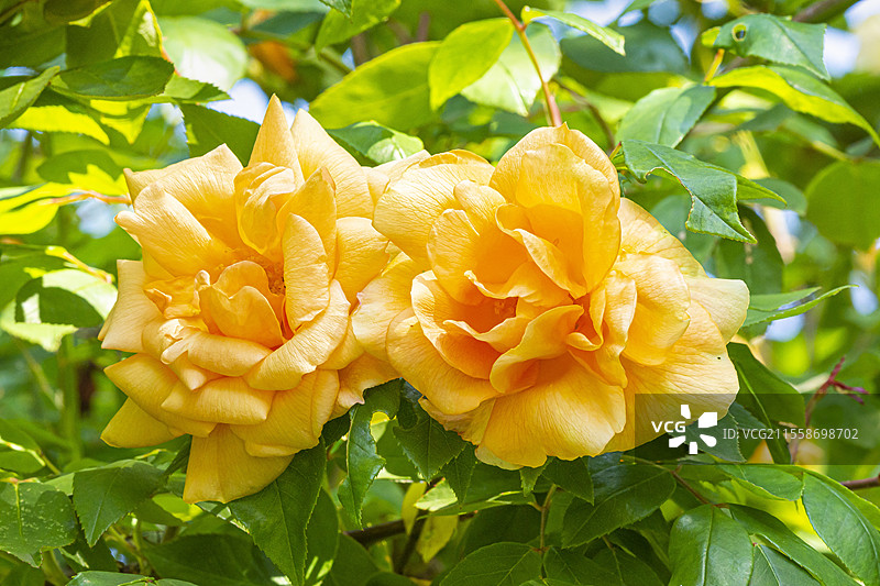 玫瑰 '威廉·艾伦·理查德森'，花朵图片素材