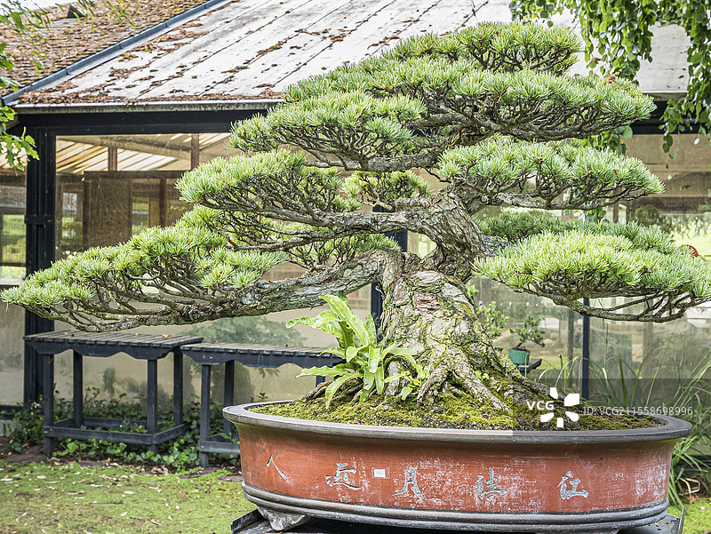 盆景，日本白松，五针松图片素材