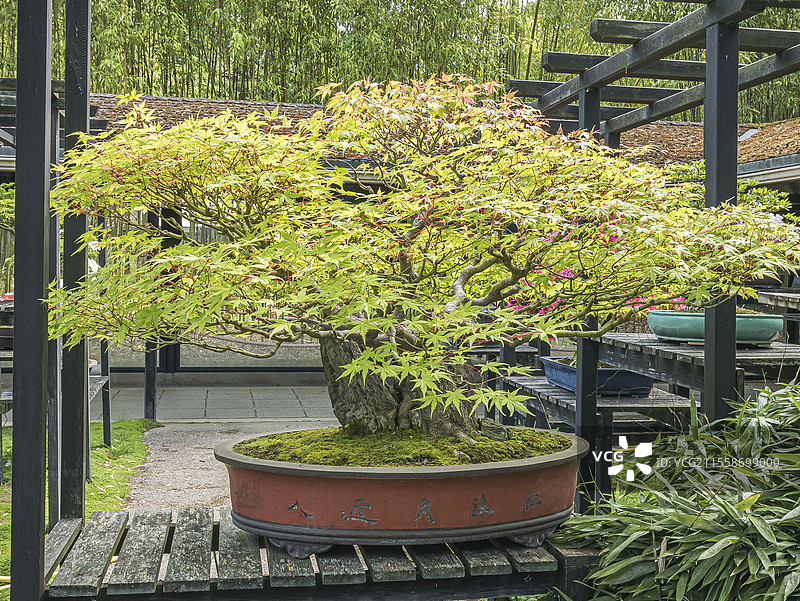 盆景，日本枫树，红枫，巴黎文森森林公园，法国图片素材