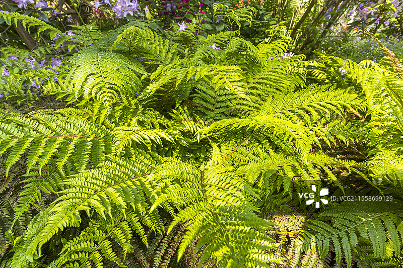 布劳恩的冬青蕨，Polystichum braunii图片素材