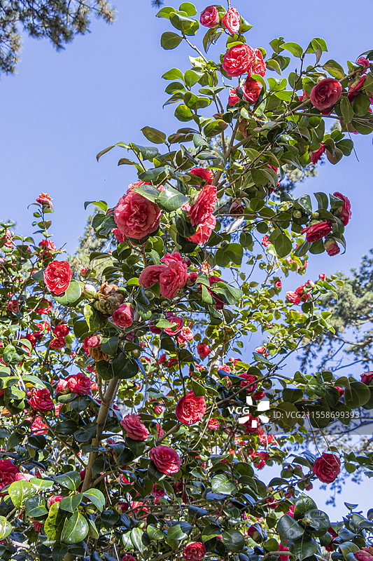 日本山茶花，山茶花 '贝拉·兰伯蒂'，意大利 1851，盛开中图片素材