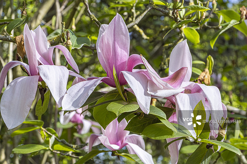 木兰星球大战，木兰坎贝尔 x 百合花，花朵图片素材
