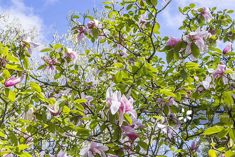 木兰星球大战，木兰坎贝尔与木兰百合花的杂交品种，盛开中图片素材