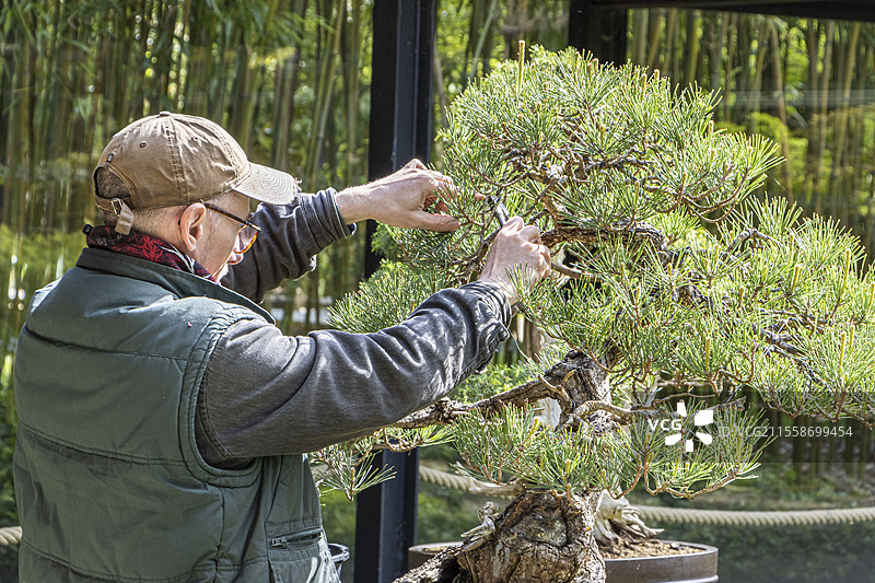 盆景维护修剪，日本白松，五针松，盆景馆，文森斯花园，巴黎，法国图片素材