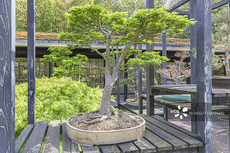 日本枫树，Acer palmatum 'Shishigashira'，盆景馆，文森斯花园，法兰西岛，巴黎，法国图片素材