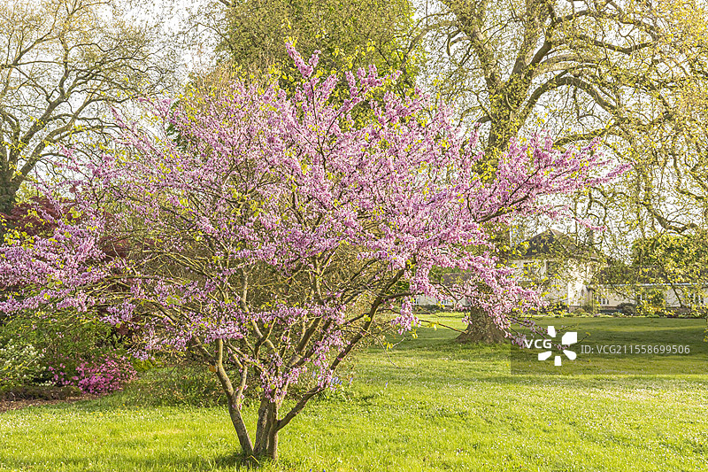 犹大树，紫荆树，布鲁伊尔学校，巴黎，法国图片素材