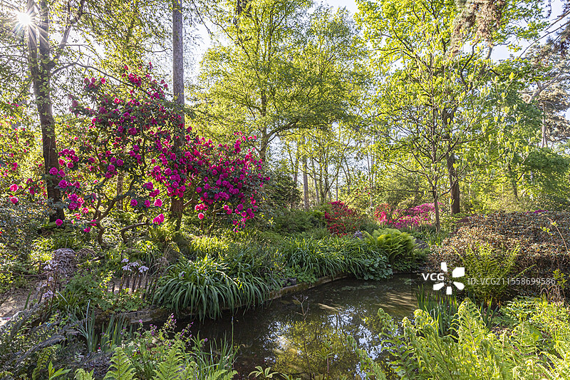 杜鹃花 '辛西娅'，巴黎文森森林公园，法国图片素材
