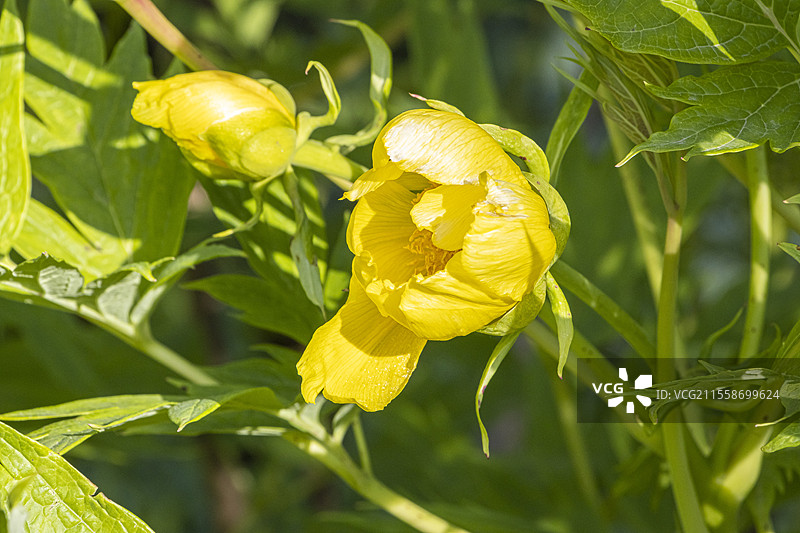 黄花牡丹，Paeonia lutea var. ludlowii，花朵图片素材