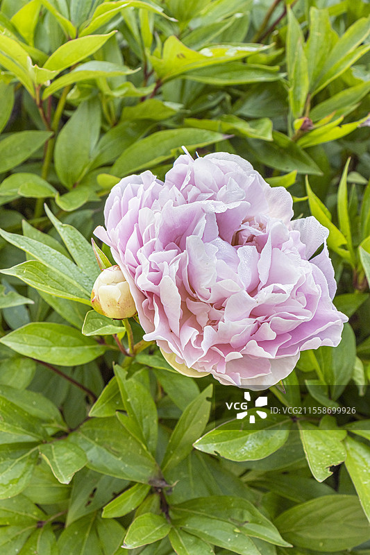 草本牡丹 '吉尔伯特·巴特洛'，白花牡丹 '吉尔伯特·巴特洛'，花朵图片素材