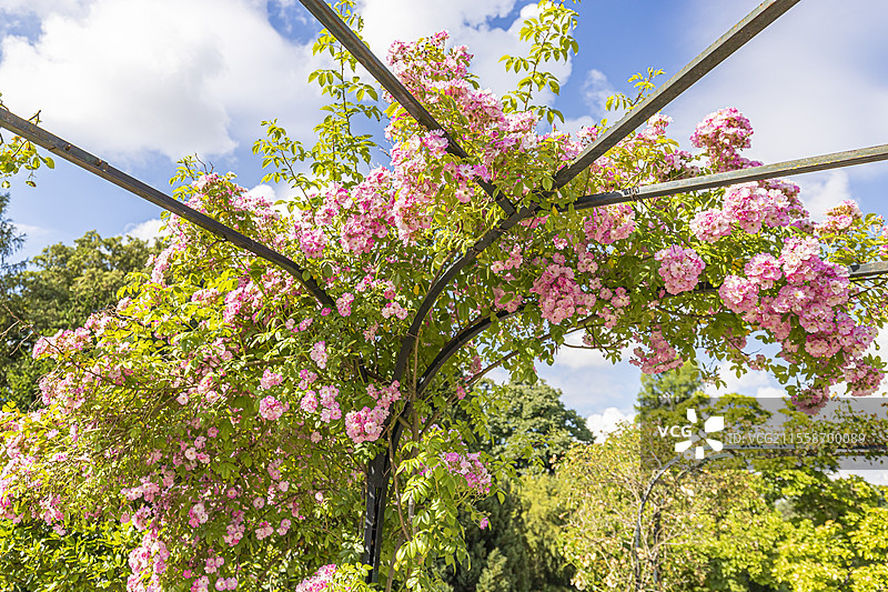 多花玫瑰杂交种，Rosa 'Rush Rambler'，育种者：Lens（比利时）1983年，盛开中图片素材