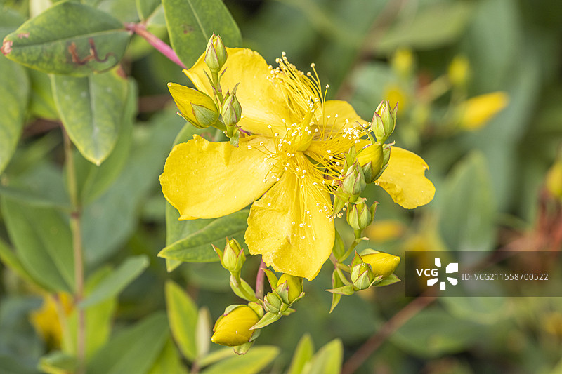 金杯贯众，宽叶贯众 'Sungold'，花朵图片素材