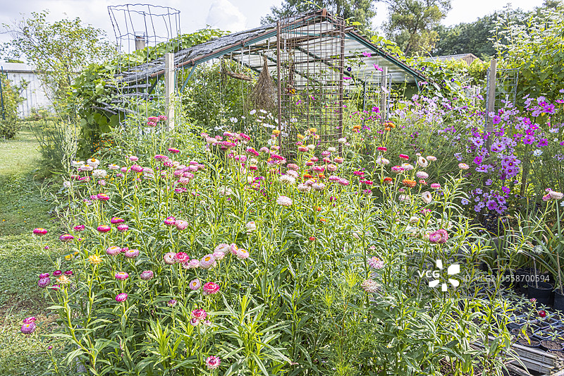 混合美丽花（Helichrysum bracteata 'Mixed Melange'）、双羽花（Cosmos bipinnatus）、布雷伊尔学校的厨房花园，巴黎，法国图片素材