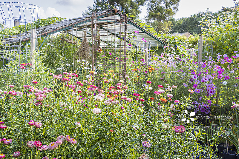 混合美丽花（Helichrysum bracteata 'Mixed Melange'）、羽扇豆（Cosmos bipinnatus）、布雷伊尔学校的厨房花园，巴黎，法国图片素材