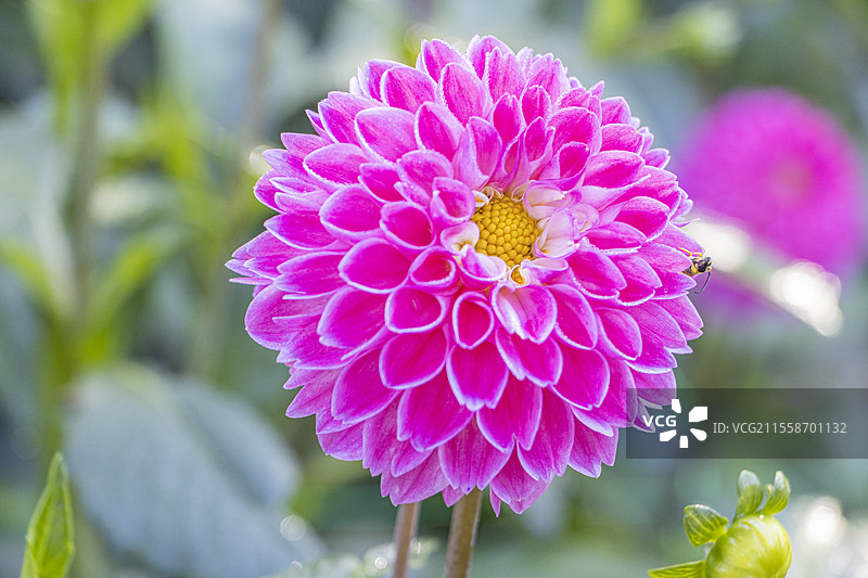 大丽花 'Nadezda'，培育者：Suchanov（俄罗斯）1967，花卉图片素材