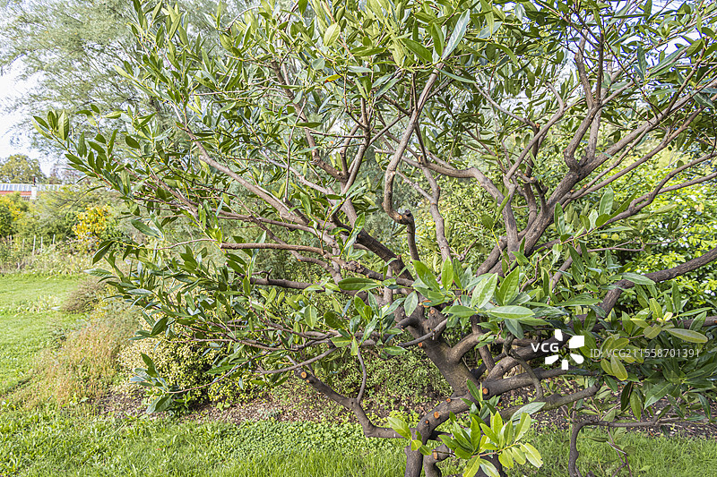 英劳雷尔，樱桃月桂 '奥托·吕肯'图片素材