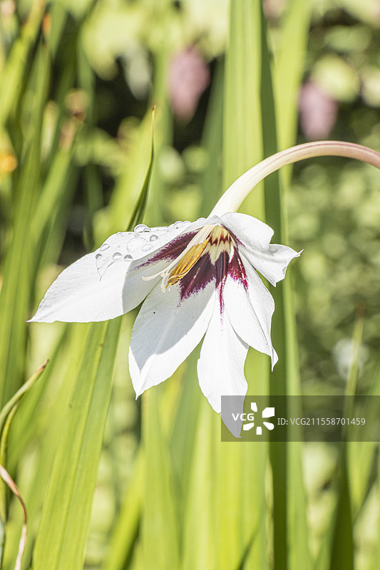 孔雀兰，格拉迪奥勒斯·穆里埃，花图片素材