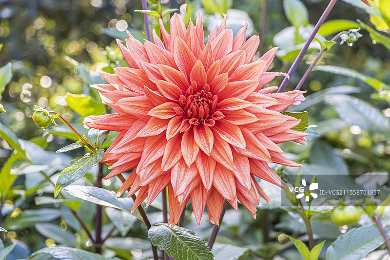 大丽花 '阿劳纳·沙马德'，培育者：罗伯特（法国）2002年，花朵图片素材