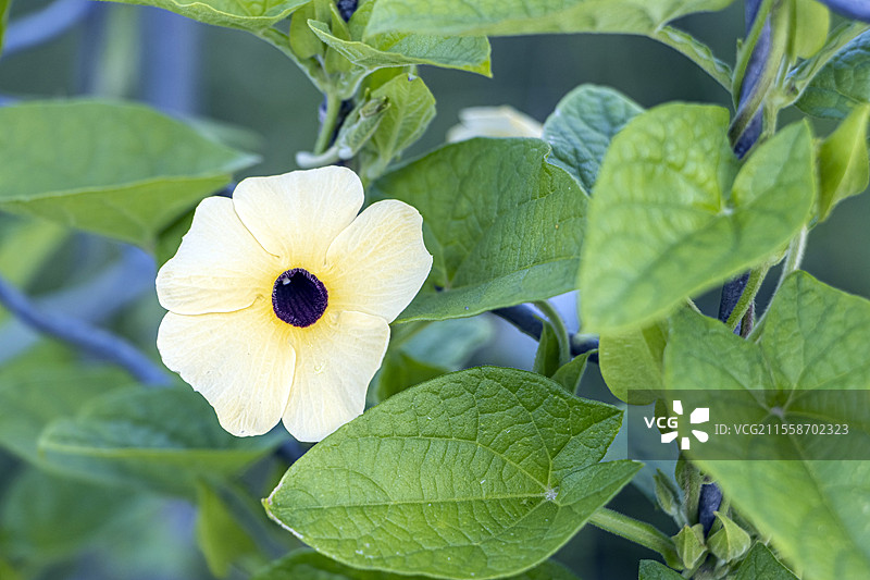白色黑眼苏珊藤（Thunbergia alata）“苏珊·梅朗日”花图片素材