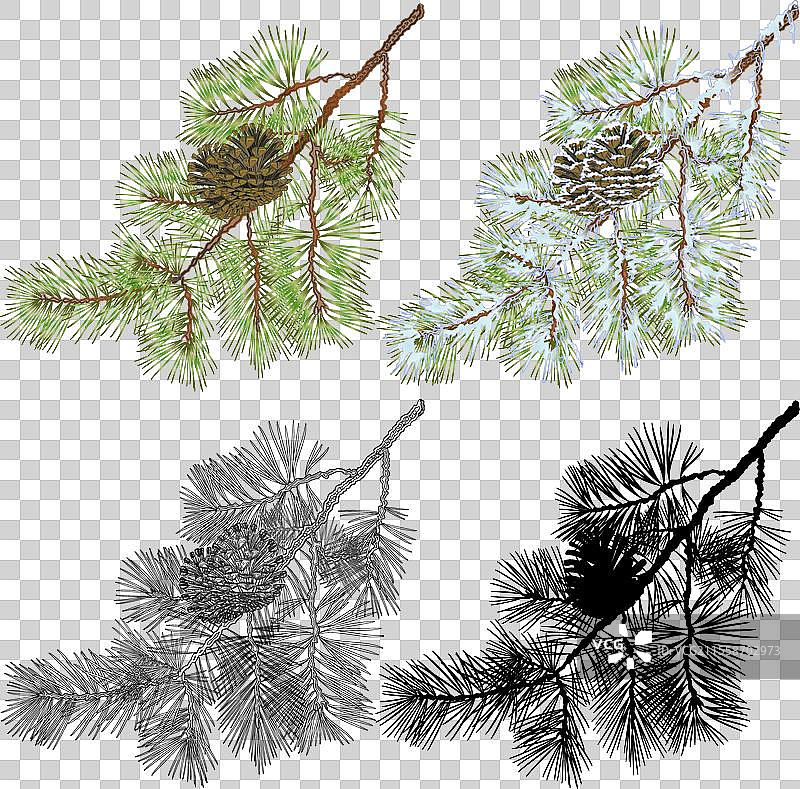 带雪和松果的松树枝图片素材