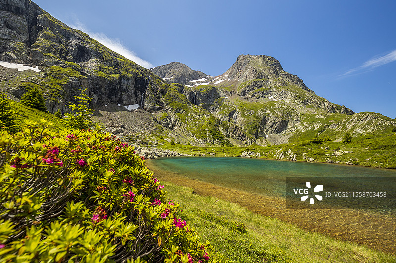 塔伊费尔山脉,沿GR 50徒步旅行到达湖泊高原(2068米),盛开的阿尔卑斯玫瑰(铁杉杜鹃)林和塔伊费尔峰(2857米),马泰辛地区,瓦尔德伊泽尔,法国图片素材