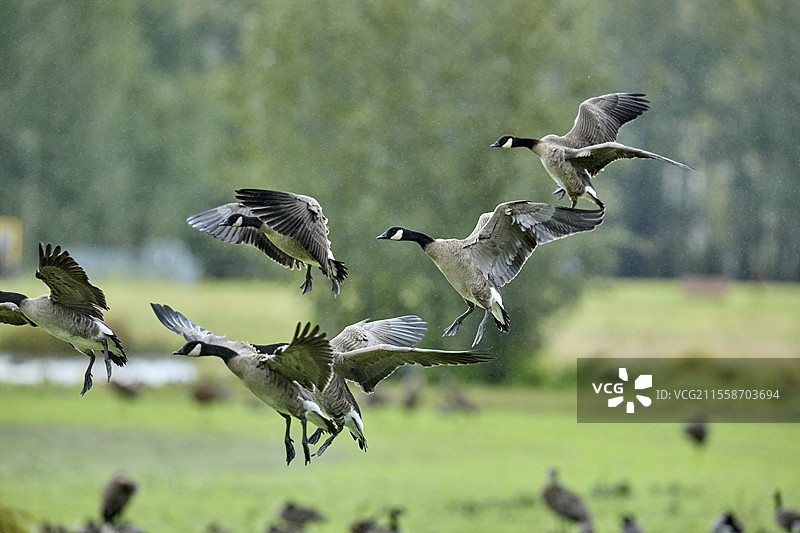加拿大雁（Branta canadensis）群体在飞行，阿拉斯加州费尔班克斯，美国图片素材