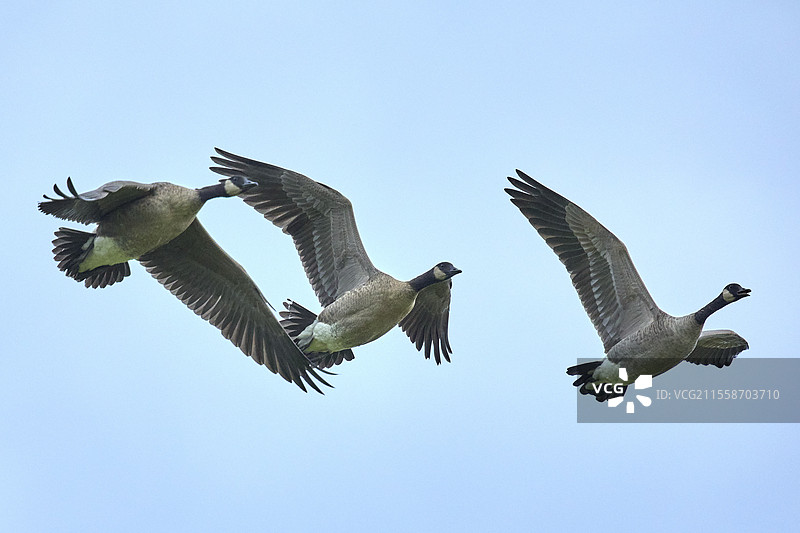 加拿大雁（Branta canadensis）群体在飞行，阿拉斯加州费尔班克斯，美国图片素材