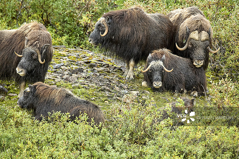 北极羚羊（Ovibos moschatus）在苔原上，阿拉斯加州西沃德半岛，美国图片素材