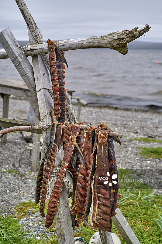 海晒三文鱼，因纽皮亚特社区的泰勒村（229名居民），捕鱼、狩猎和采集，阿拉斯加州，西沃德半岛， 美国图片素材