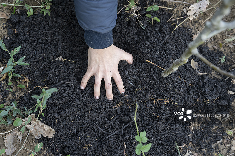 一个9岁男孩的手在他用来种树的堆肥中，这是他在特拉莫耶的CM1班进行的学校教育项目的一部分。福尔特为明天协会的有机森林花园。合作有机植树项目旨在培养、保护和维护生物多样性，位于法国艾恩省的内龙。图片素材