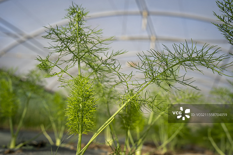 冬季在共享花园的隧道温室下的茴香植物。位于法国里昂附近的德西讷，Les Pot'iront协会的集体有机共享市场园艺。图片素材