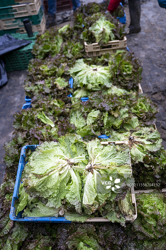 在法国里昂附近的德西讷，Pot'iront共享花园中收获格勒诺布尔生菜并准备蔬菜篮子。Les Pot'iront协会的集体有机市场花园。图片素材