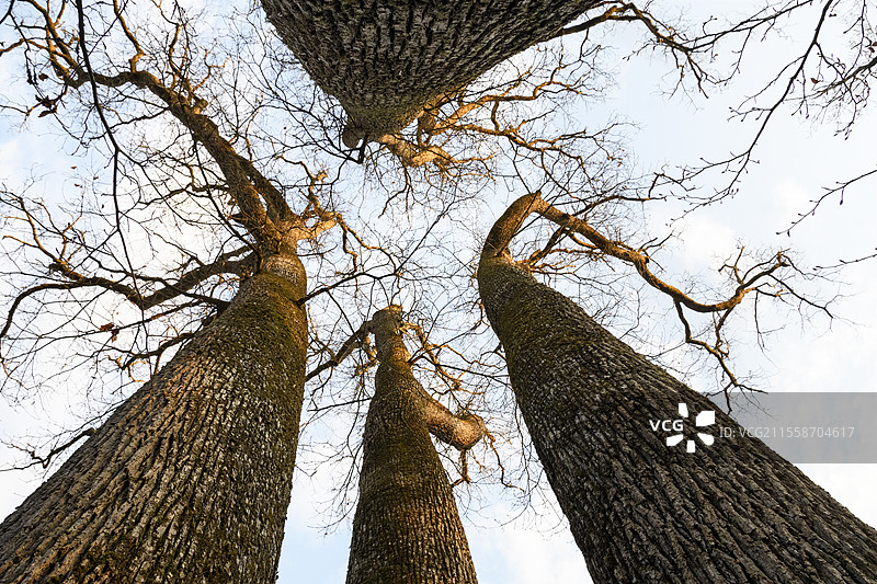 引人注目的四干橡树，位于拉沙特日落时分 - 特朗凯森林 - 阿利耶尔。这棵橡树的特点是由同一个树桩长出的四个树干。它于2008年2月6日被指定为“引人注目”，当时特朗凯森林宪章签署。周长：7.50米；高度：42米；年龄：210年。特朗凯森林被认为是欧洲最美的橡树林之一。它于2018年获得“卓越森林”标签。该标签是卓越的保证 - 阿利耶尔 - 法国。图片素材
