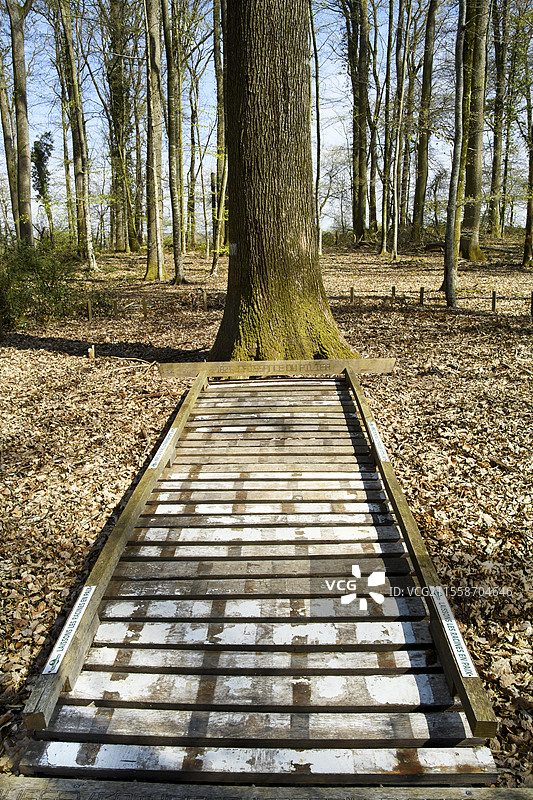 在特朗凯森林中，位于最高的著名橡树“柱子”前的保护浮筒。浮筒长47.5米（树高），可通往这棵古老树木的根部，避免踩踏。禁止在树周围行走，以保护其根系。此外，浮筒上标有里程碑，指示“柱子”从诞生到现在的不同年龄。“柱子”：超过200岁；高度：47.50米；周长：3.30米。特朗凯森林被认为是欧洲最美丽的橡树林之一。它于2018年获得“卓越森林”标签，该标签是卓越的保证 - 阿利耶尔 - 法国图片素材
