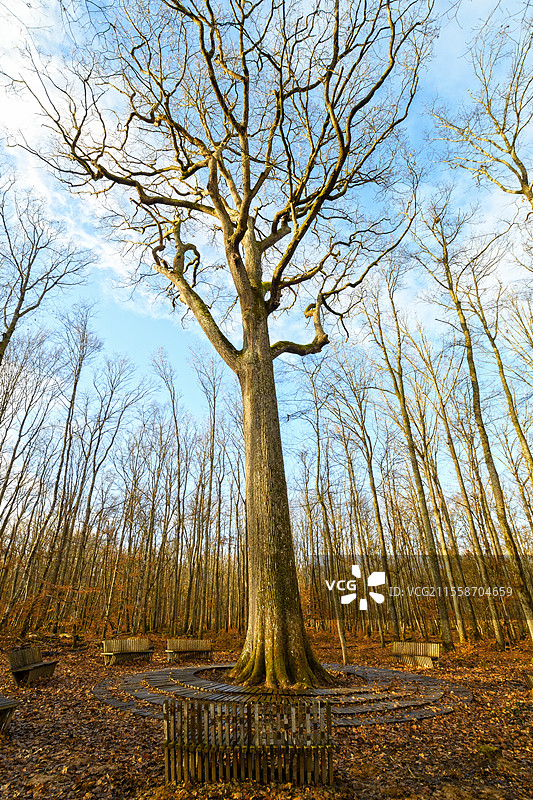 大约360年的查尔斯-路易斯·菲利普的杰出橡树，在阿利耶的特朗凯森林中经历了一场暴风雨。这棵雄伟的树木可以追溯到17世纪上半叶。它于1967年被列为保护树，并以查尔斯-路易斯·菲利普命名，以向这位出生于特朗凯森林附近的故事讲述者、小说家和编年史家致敬（1874-1909）。树围：4.60米；高度：33米；年龄：约360年。特朗凯森林被认为是欧洲最美丽的橡树林之一。它于2018年获得“卓越森林”标签，该标签是卓越的保证。法国图片素材