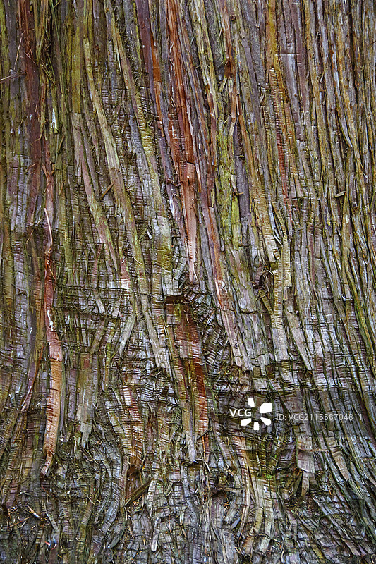 巨型红杉在特朗凯森林（Forêt de Troncais - Allier）再生的树皮特写。巨型红杉因其巨大体型和再生能力而享有卓越的长寿，每年都会产生新的树皮。这种树皮使其对火灾具有显著的抵抗力。一棵着火的巨型红杉可能需要数周才能烧尽。树木还可以通过重建树皮来愈合深层伤口。其高单宁含量保护它免受昆虫和真菌的侵害。特朗凯森林被认为是欧洲最美丽的橡树林之一。它于2018年获得了“卓越森林”（Forêt d'Exception）标签，该标签是卓越的保证。法国图片素材