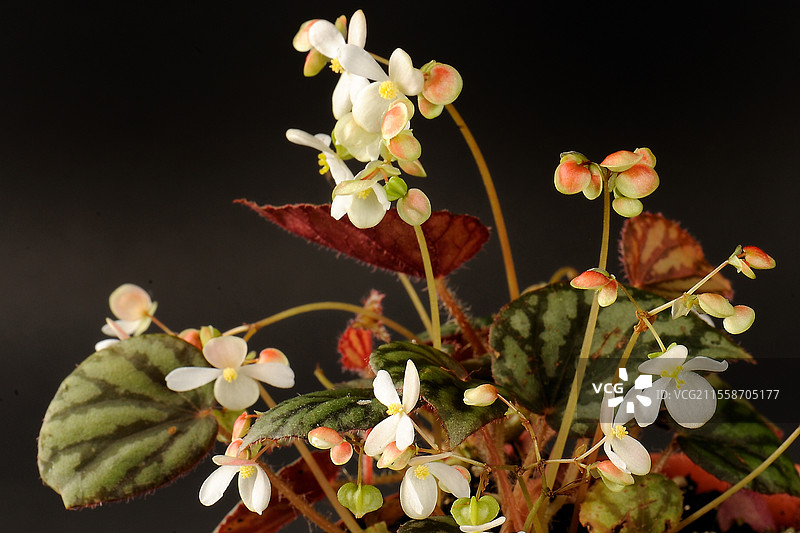 菲律宾吕宋岛特有的吕宋秋海棠，首次描述于1904年。图片素材