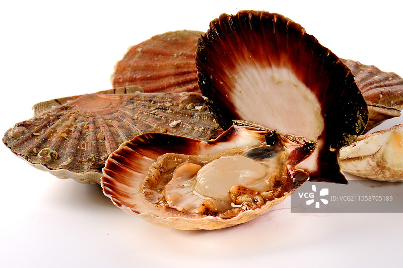 圣布里厄湾的扇贝（Pecten maximus），其特点是没有珊瑚。图片素材