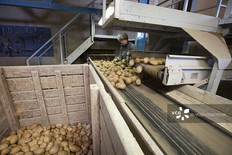 法国布里地区农场的土豆收获、分拣、清洗、分级和在温控筒仓中的储存。图片素材