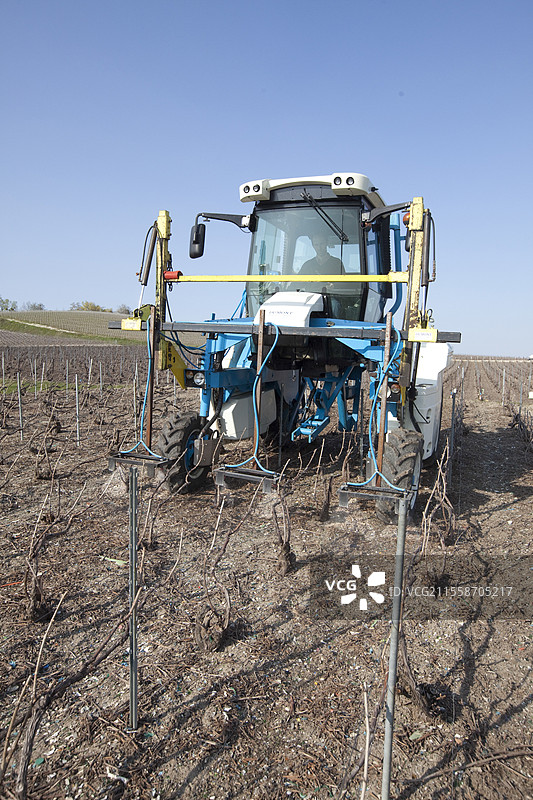 在法国香槟酒庄，冬季末使用高清洁度喷雾器进行杂草控制图片素材