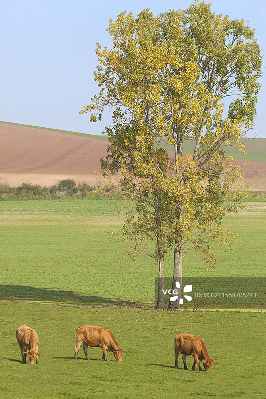 两岁利穆赞母牛，肉用品种，秋季在常绿草地上，周围是杨树，法国洛林地区图片素材