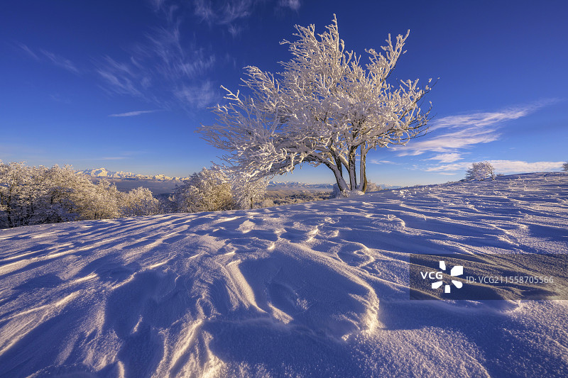 阿里西耶树上覆盖着新雪，位于法国外阿讷的格朗科隆比耶山脉。图片素材