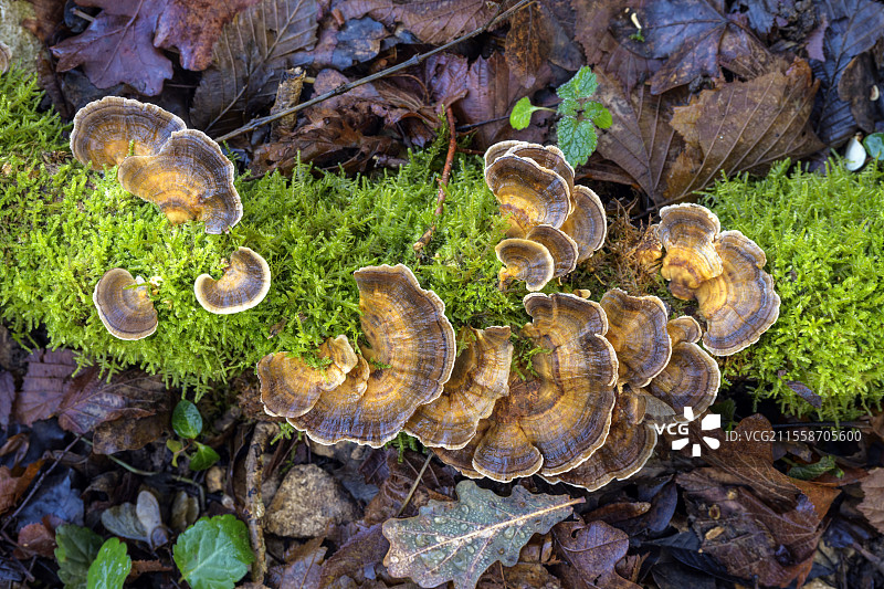 腐朽木材上的多孔菌。（彩虹多孔菌？）生长在树桩上的腐生木材真菌，全年结果。法国图片素材