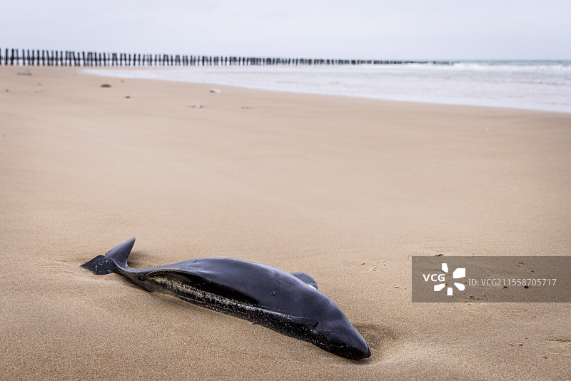 冬季在法国加来海峡的阿帕尔海岸上搁浅的港湾鼠海豚（Phocoena phocoena）图片素材