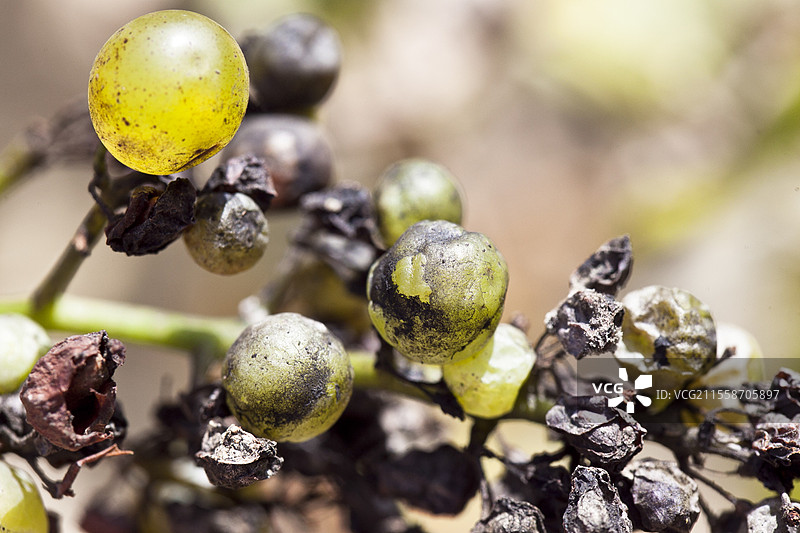 法国成熟时葡萄因白粉病受损而裂开和破裂图片素材