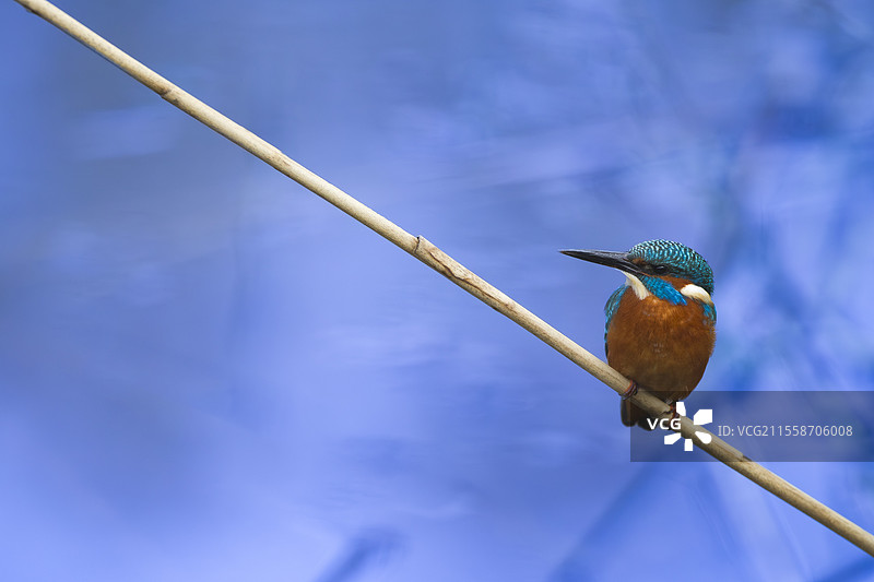 翠鸟（Alcedo atthis）栖息在芦苇上，法国布列塔尼的莫尔比昂湾。图片素材