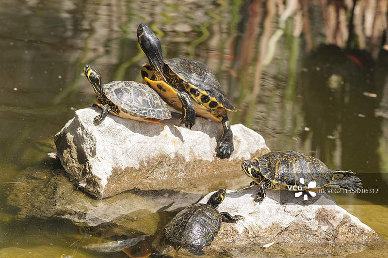 一群池龟（Trachemys scripta）在意大利利古里亚的池塘中央的岩石上享受早晨的阳光。图片素材