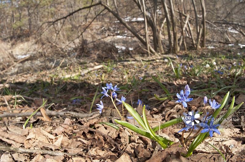 阿尔卑斯蓝铃花（Scilla bifolia）在意大利利古里亚的典型栖息地中生长，雪融后盛开。图片素材